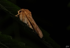 Enargia fausta