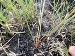 Bulbine