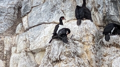 Leucocarbo magellanicus