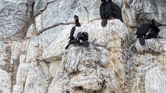 Leucocarbo magellanicus