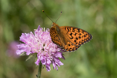 Boloria