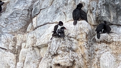 Leucocarbo magellanicus