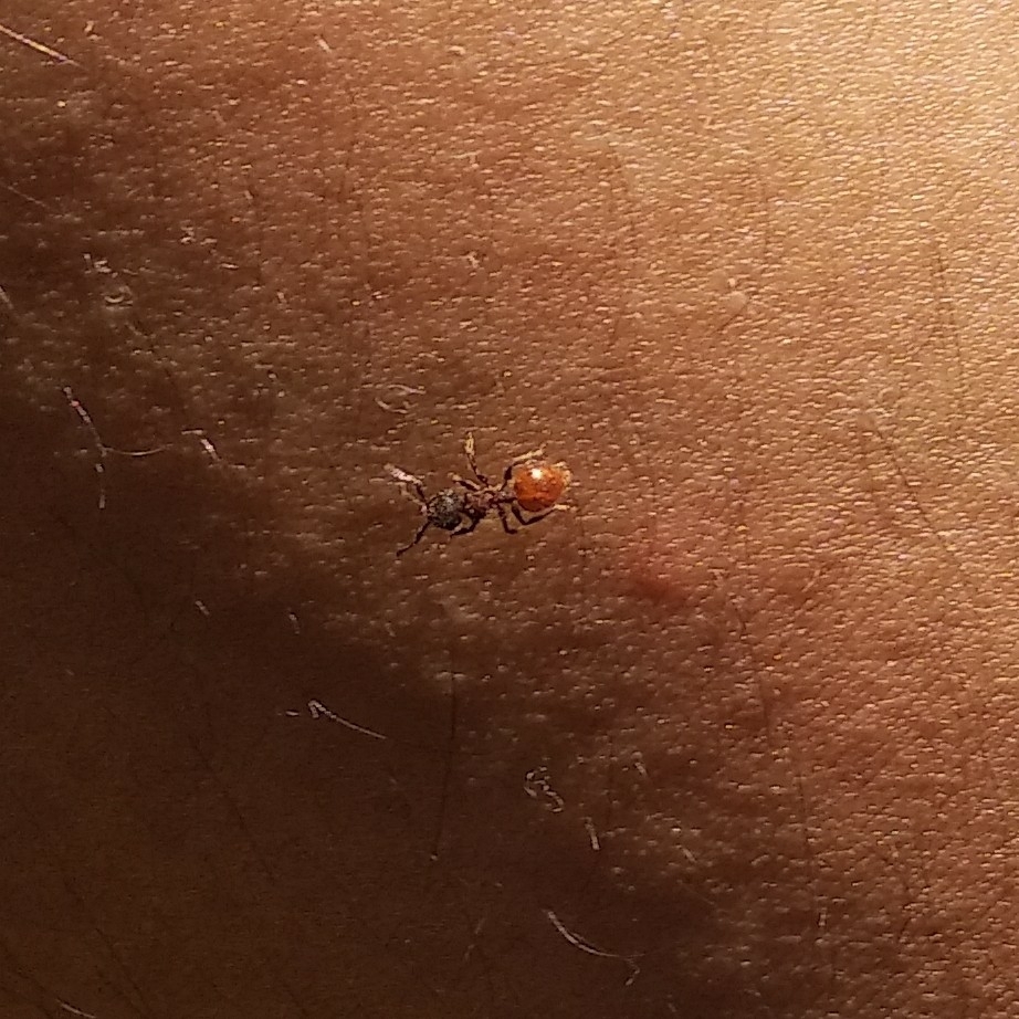Meranoplus bellii