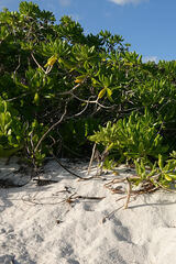 Scaevola taccada