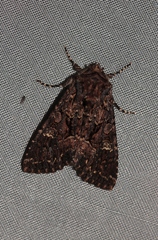 Mniotype adusta