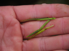 Lilaeopsis occidentalis