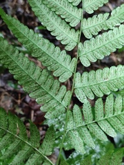 Diplazium hachijoense