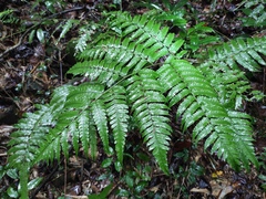 Diplazium hachijoense