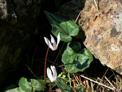 Cyclamen balearicum