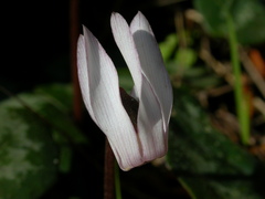Cyclamen balearicum