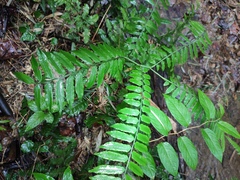 Angiopteris fokiensis