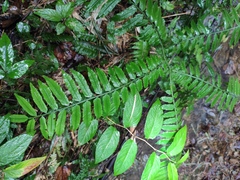 Angiopteris fokiensis