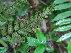 Dryopteris sparsa
