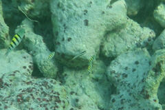 Halichoeres bivittatus