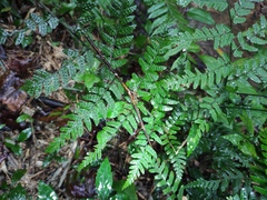 Dryopteris sparsa