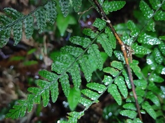 Dryopteris sparsa