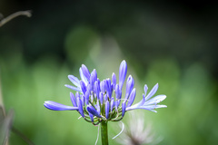 Agapanthus praecox
