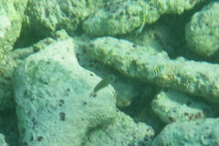 Azurina multilineata