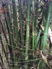 Bambusa eutuldoides