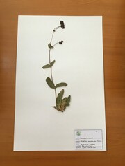 Calceolaria arachnoidea