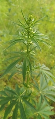 Cannabis sativa