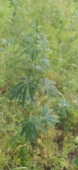 Cannabis sativa