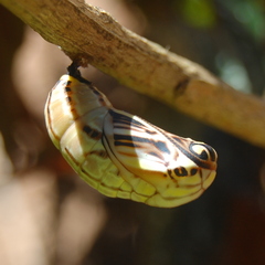 Brassolis astyra