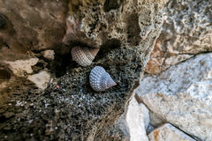 Cenchritis muricatus
