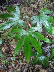 Rubus reflexus lanceolobus
