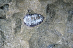 Acanthopleura granulata