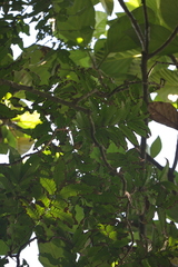 Pometia pinnata