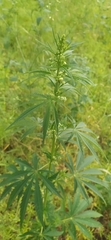 Cannabis sativa