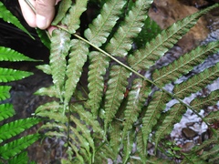 Diplazium mettenianum