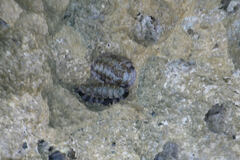 Acanthopleura granulata