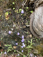 Utricularia livida