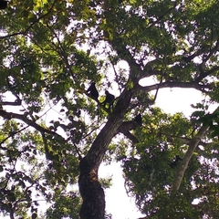 Semnopithecus johnii
