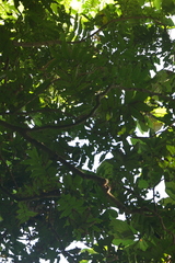 Pometia pinnata