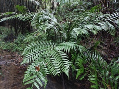 Diplazium mettenianum