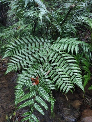 Diplazium mettenianum