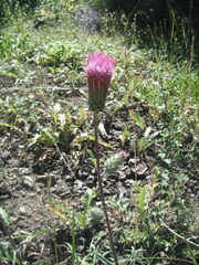 Cirsium andersonii
