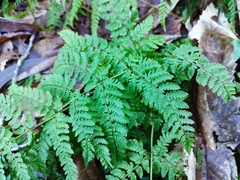 Dryopteris aemula