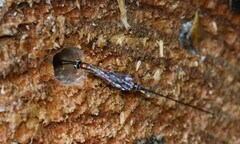 Perithous septemcinctorius