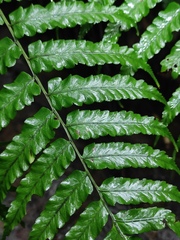 Diplazium mettenianum