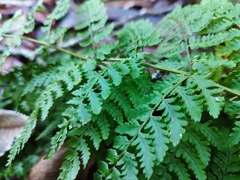 Dryopteris aemula