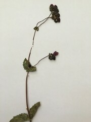 Calceolaria arachnoidea