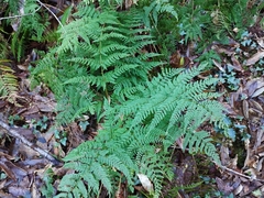 Dryopteris aemula