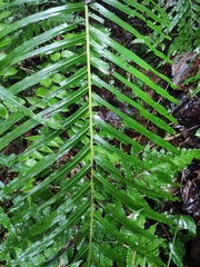Blechnum orientale