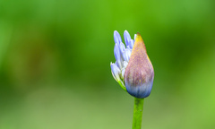 Agapanthus praecox