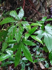 Rubus reflexus lanceolobus