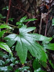 Rubus reflexus lanceolobus